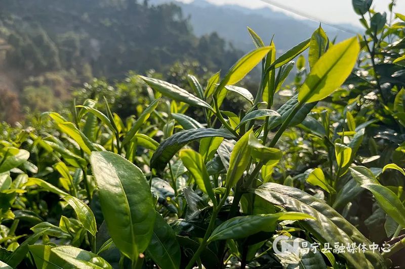 有关于昌宁漭水:春到茶山采茶忙的相关内容(2)