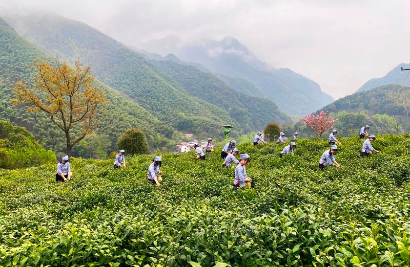 有关于茶和天下 旅约泾川,泾县兰香开园,茶农开启增收季的新闻(10)