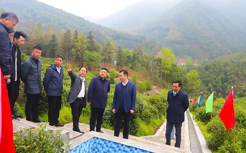 有关于茶和天下 旅约泾川,泾县兰香开园,茶农开启增收季的新闻(9)