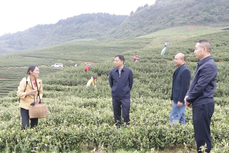 关于杨雪峰到煎茶镇调研校园建设和茶产业发展情况的消息(1)