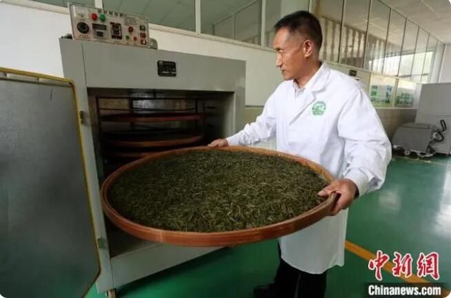 关于北方春味近 闲烹泰山茶的内容(2)