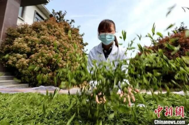 关于北方春味近 闲烹泰山茶的内容(1)