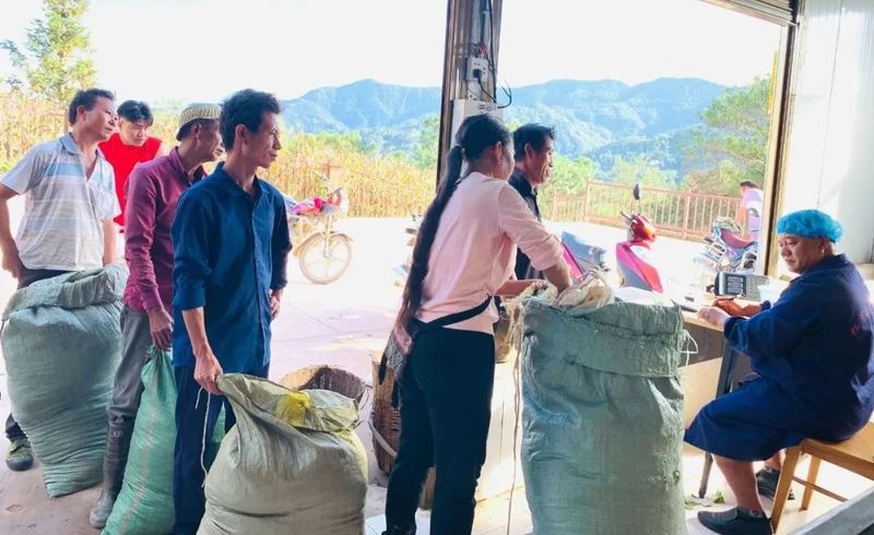 关于红河三村乡:茶产业助力村级集体经济和农户双增的消息(1)