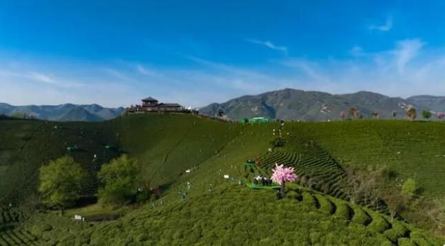 关于2023年信阳毛尖茶正式全面开采的最新消息(1)