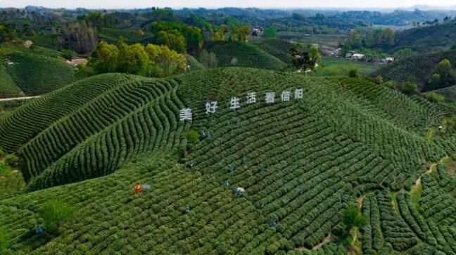 关于2023年信阳毛尖茶正式全面开采的最新消息(3)