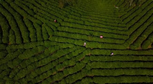 关于2023年信阳毛尖茶正式全面开采的最新消息(2)