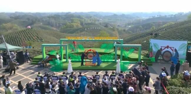 关于2023年信阳毛尖茶正式全面开采的最新消息