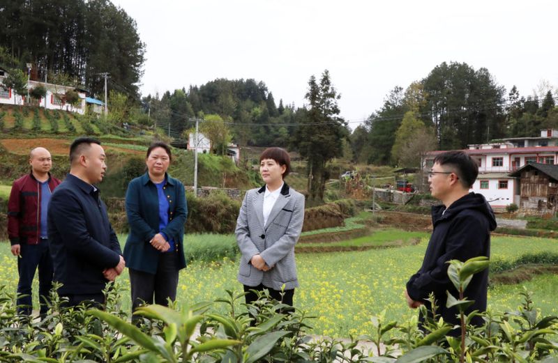 关于敖华到煎茶镇、平原镇调研茶产业发展的消息(1)