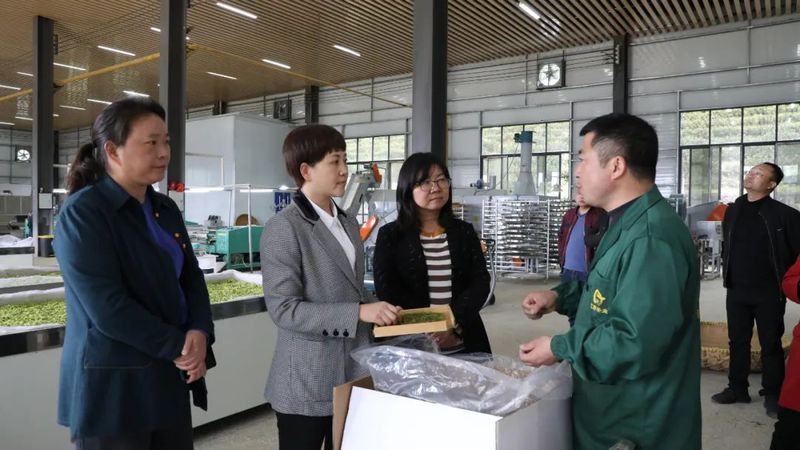 关于敖华到煎茶镇、平原镇调研茶产业发展的消息