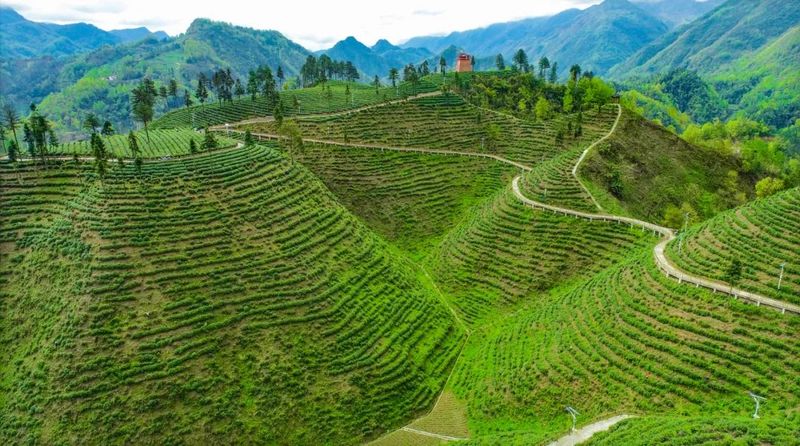 关于4月19日至21日,共赴一场镇巴茶的春时之约的相关信息(2)