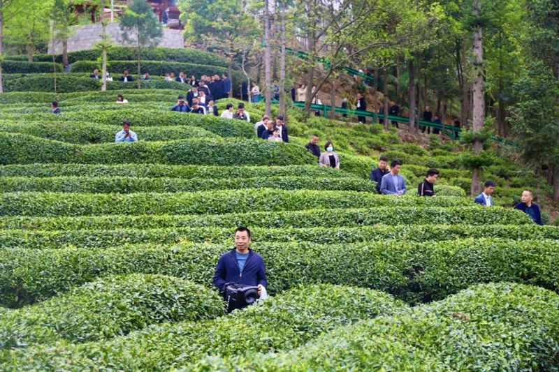 关于4月19日至21日,共赴一场镇巴茶的春时之约的相关信息(1)