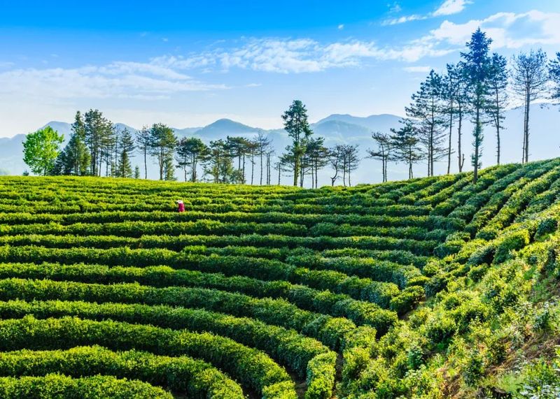 关于4月19日至21日,共赴一场镇巴茶的春时之约的相关信息(4)