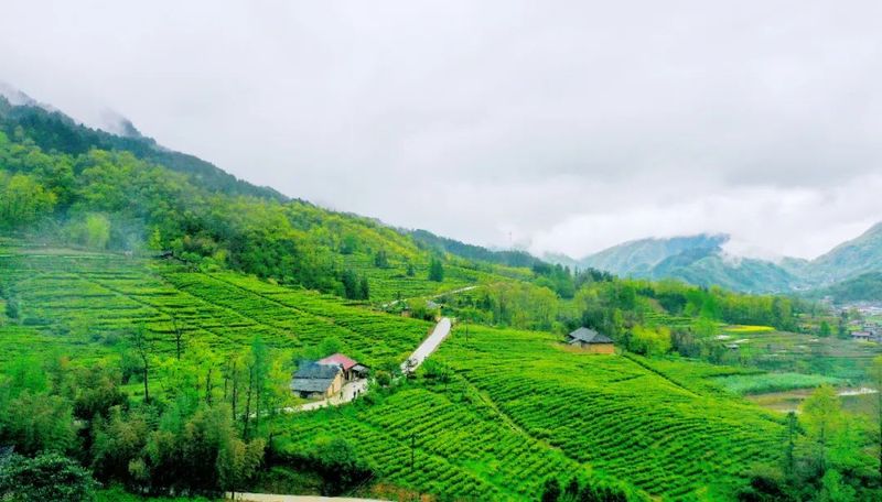 关于4月19日至21日,共赴一场镇巴茶的春时之约的相关信息(3)