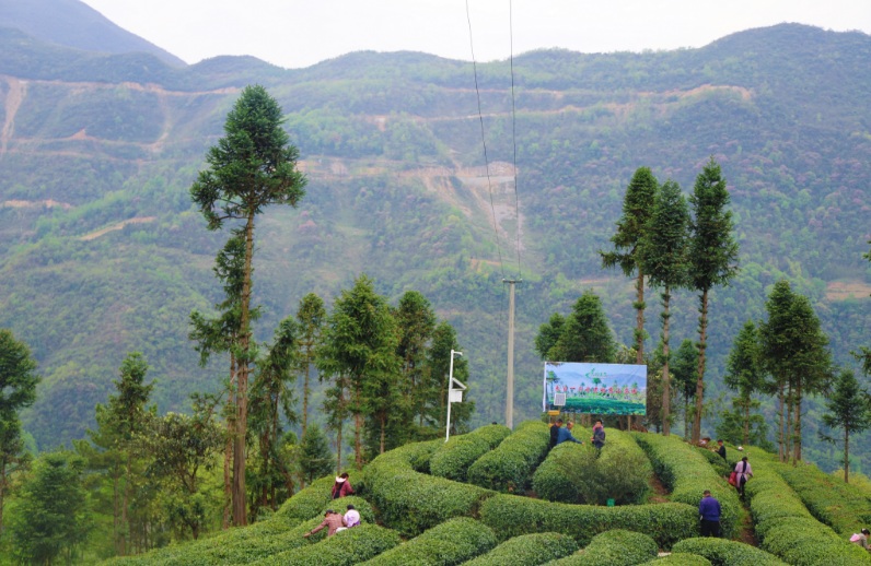关于4月19日至21日,共赴一场镇巴茶的春时之约的相关信息(6)