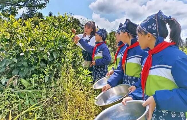关于江西南丰：采茶实践促“双减”的资讯(3)