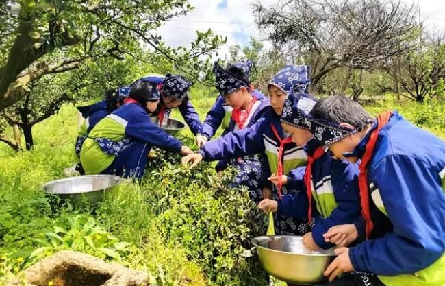 关于江西南丰：采茶实践促“双减”的资讯(2)