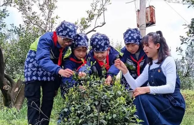 关于江西南丰：采茶实践促“双减”的资讯