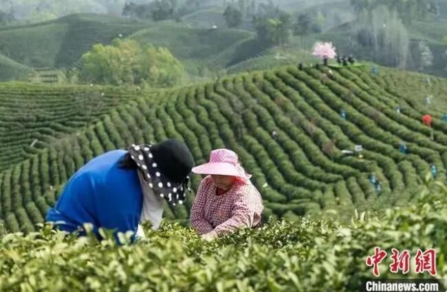 关于大别山“守茶人”的接续传承的信息(2)