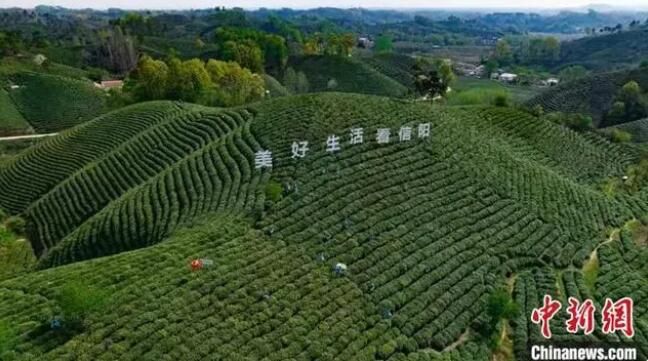 关于大别山“守茶人”的接续传承的信息(4)