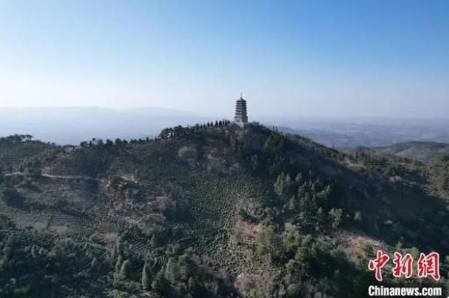 关于大别山“守茶人”的接续传承的信息(1)