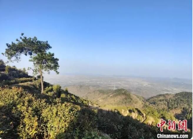 关于大别山“守茶人”的接续传承的信息