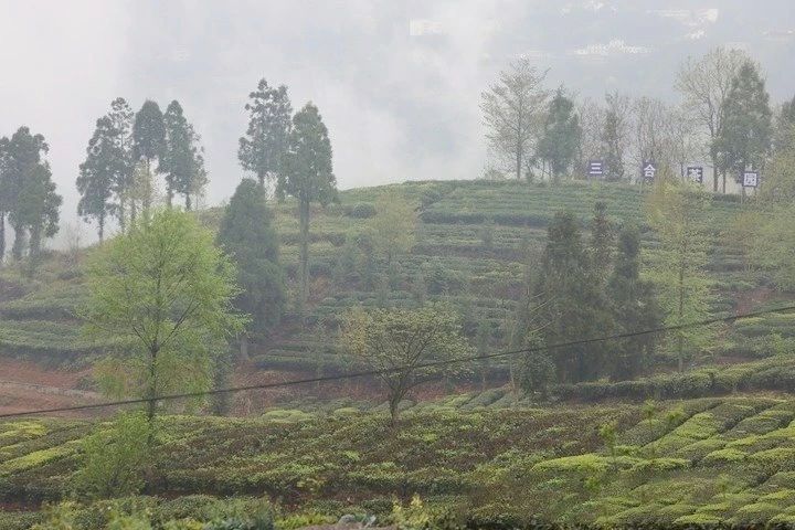 关于新华社：“世界古茶籽化石之乡”探寻茶旅融合乡村振兴路的最新消息