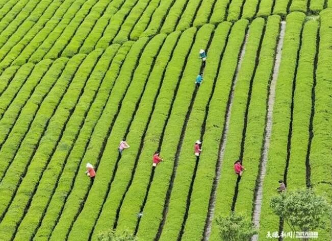 有关于贵州  人间四月 茶飘香的信息(5)