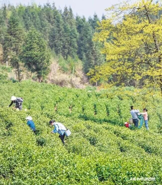 有关于贵州  人间四月 茶飘香的信息(1)