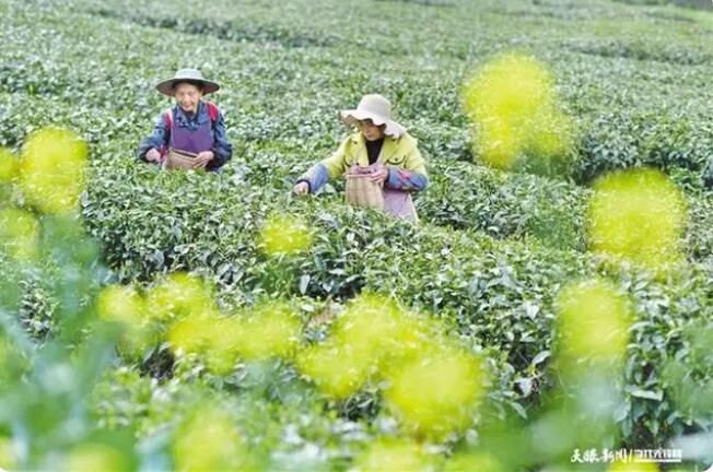 有关于贵州  人间四月 茶飘香的信息