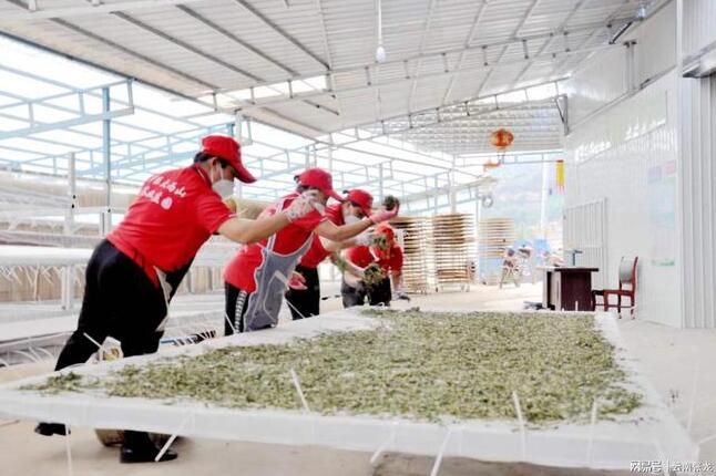 关于云县旧村：茶产业发展驶入“快车道”的消息(1)