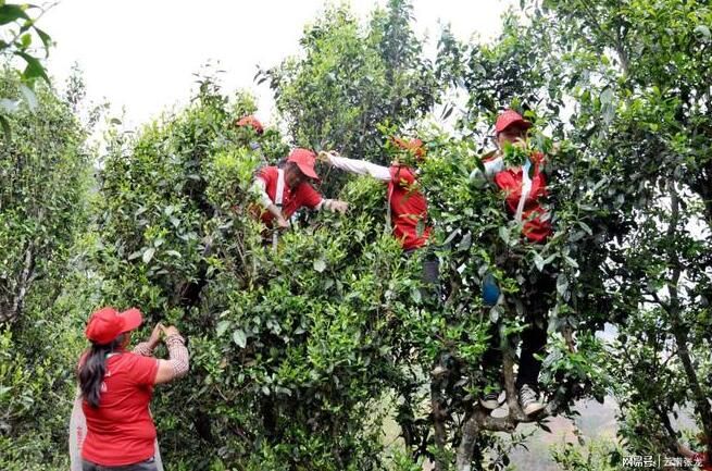 关于云县旧村：茶产业发展驶入“快车道”的消息