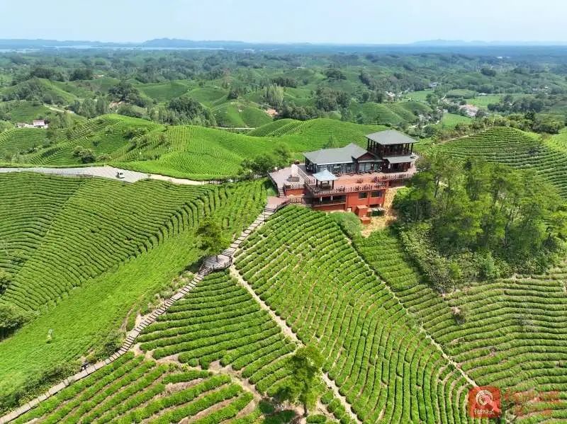 有关于文新茶村：万亩茶海春意浓的消息