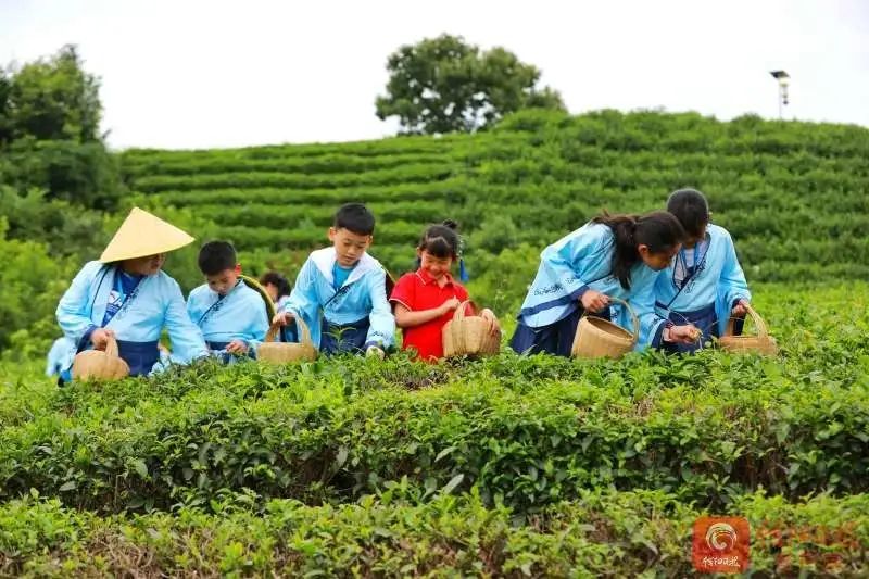 有关于文新茶村：万亩茶海春意浓的消息(1)