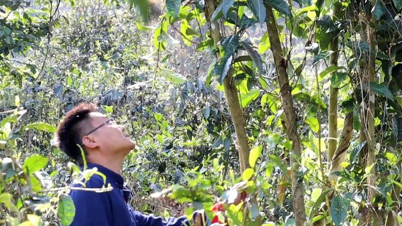 关于同心镇那柯里村：盘活百亩“放养”茶园 助力村级集体经济增收的相关内容(1)