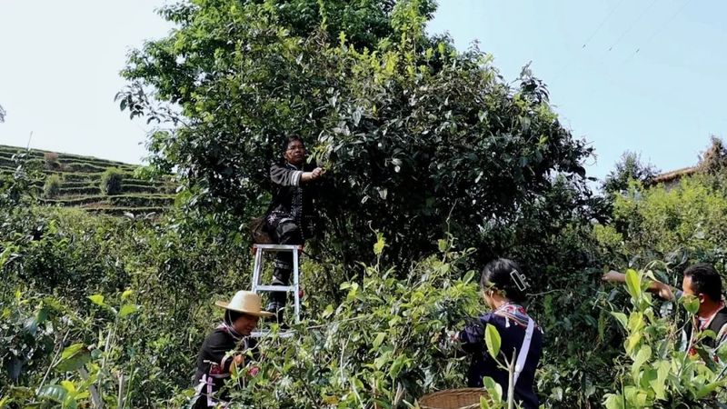 关于同心镇那柯里村：盘活百亩“放养”茶园 助力村级集体经济增收的相关内容