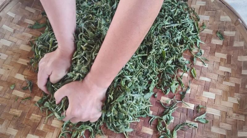 关于同心镇那柯里村：盘活百亩“放养”茶园 助力村级集体经济增收的相关内容(5)