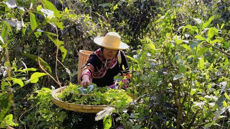 关于同心镇那柯里村：盘活百亩“放养”茶园 助力村级集体经济增收的相关内容(2)