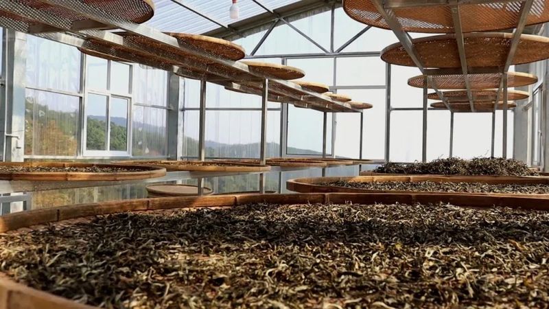 关于同心镇那柯里村：盘活百亩“放养”茶园 助力村级集体经济增收的相关内容(6)