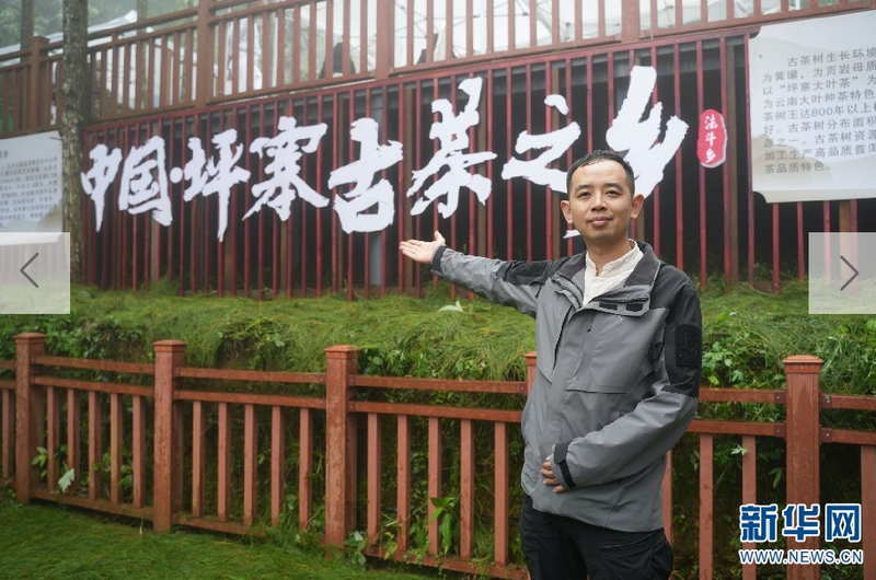 关于石漠山乡出好茶 云南西畴聚力茶产业推进乡村振兴的信息(2)