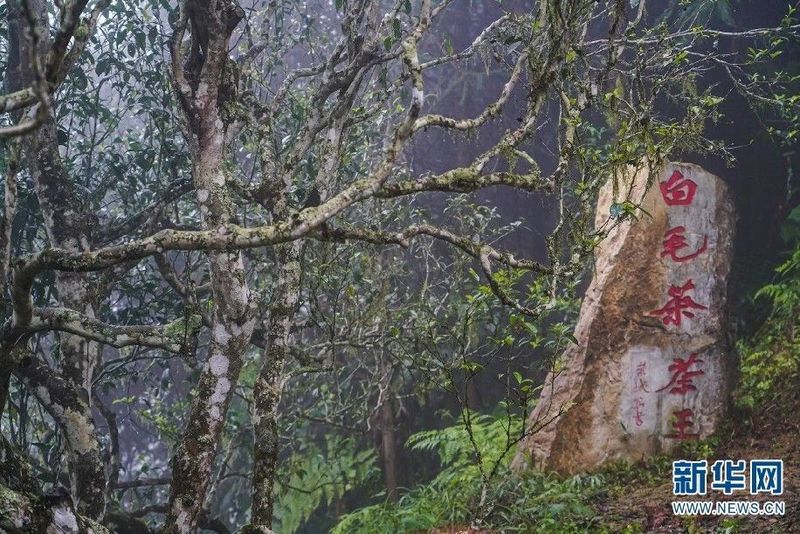 关于石漠山乡出好茶 云南西畴聚力茶产业推进乡村振兴的信息