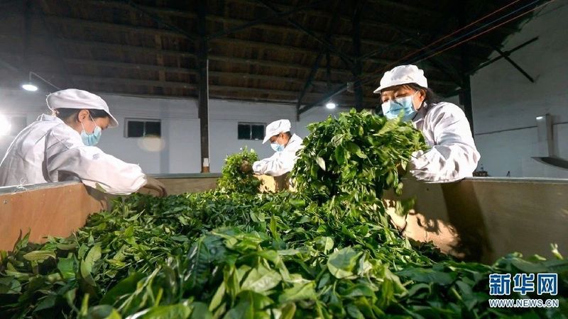 关于石漠山乡出好茶 云南西畴聚力茶产业推进乡村振兴的信息(1)