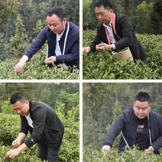 有关于思林乡:义务采茶助力乡村振兴的相关信息(2)