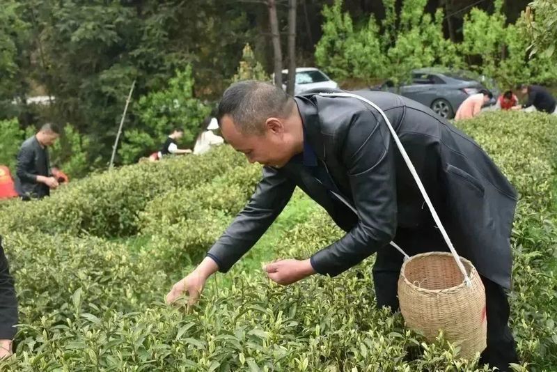 有关于思林乡:义务采茶助力乡村振兴的相关信息(1)