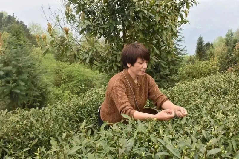 有关于思林乡:义务采茶助力乡村振兴的相关信息