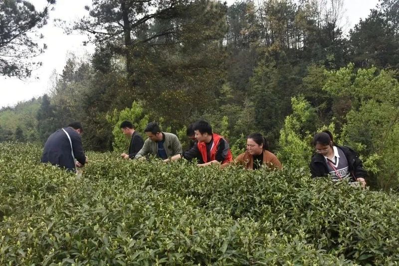 有关于思林乡:义务采茶助力乡村振兴的相关信息(3)