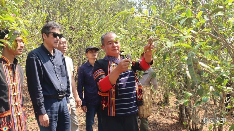关于镇沅按板镇举行第七届老乌山茶叶开采节！成功签约28吨普洱茶原料创新高!的相关内容(8)