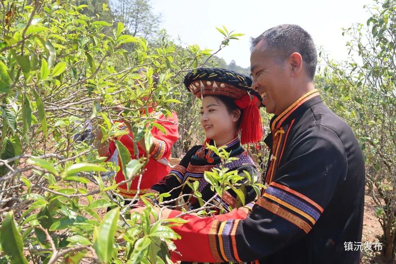 关于镇沅按板镇举行第七届老乌山茶叶开采节！成功签约28吨普洱茶原料创新高!的相关内容(2)