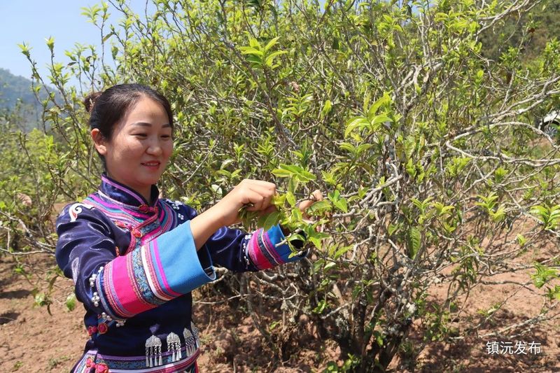 关于镇沅按板镇举行第七届老乌山茶叶开采节！成功签约28吨普洱茶原料创新高!的相关内容(5)
