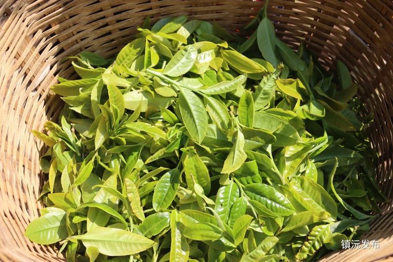 关于镇沅按板镇举行第七届老乌山茶叶开采节！成功签约28吨普洱茶原料创新高!的相关内容(6)