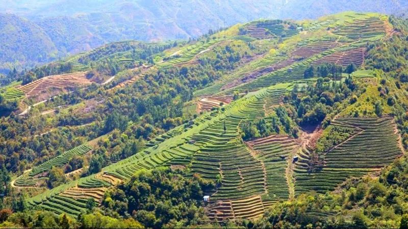 有关于西昆：“儒茶”融合，富民兴村的内容